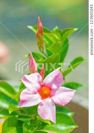 Flowers around the house - Various seasonal flowers - Mandevilla flowers, beautiful and bright, glossy flowers, have bloomed in the flower bed of the summer botanical garden. 123605843