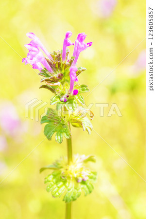 房子周圍鮮花盛開,四季皆有不同。 房子周圍鮮花盛開,四季皆有不同。 123605857