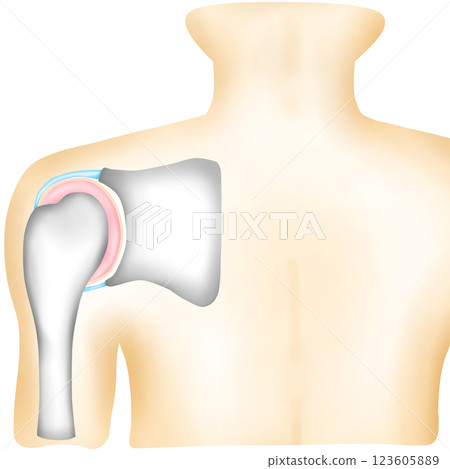 Shoulder Joint Bones with Ligaments 123605889
