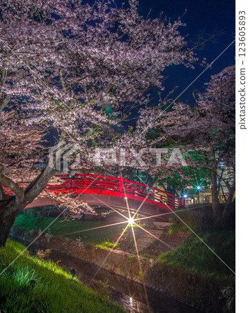 福島縣須賀川市綠丘公園的夜櫻 福島縣須賀川市綠丘公園的夜櫻 123605893