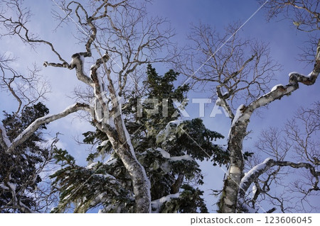 Betula ermanii and vine in midwinter 123606045
