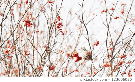 A brown-eared bulbul eating red rowan berries A brown-eared bulbul eating red rowan berries 123606050