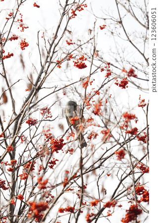 A brown-eared bulbul eating red rowan berries 123606051