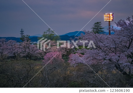 Nagamine Park, Yaita City, Tochigi Prefecture Cherry Blossom Season 123606190