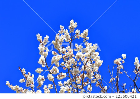 White Plum Blossoms - Shirokaga White Plum Blossoms - Shirokaga 123606421