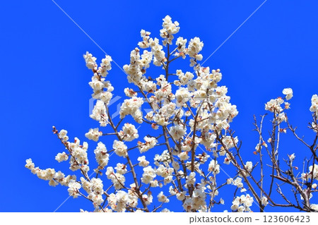 白梅花 - 白加賀 123606423