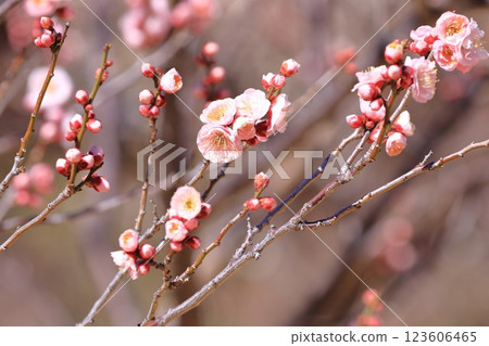 大粉紅梅花“Kenkyo” 大粉紅梅花“Kenkyo” 123606465