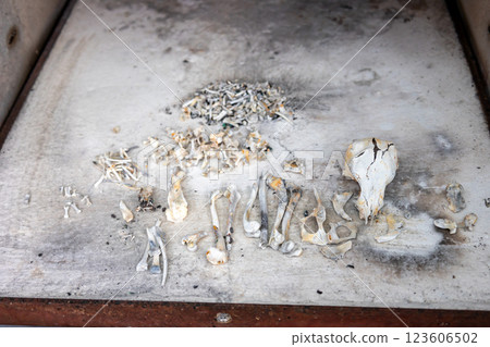 狗狗葬禮：愛犬的遺體 123606502