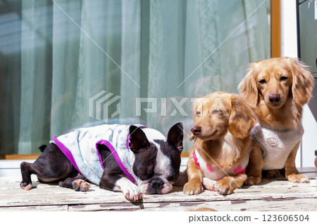 Boston terrier and kaninchen dachshund 123606504