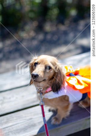 Kaninchen Dachshund playing in the park Kaninchen Dachshund playing in the park 123606509