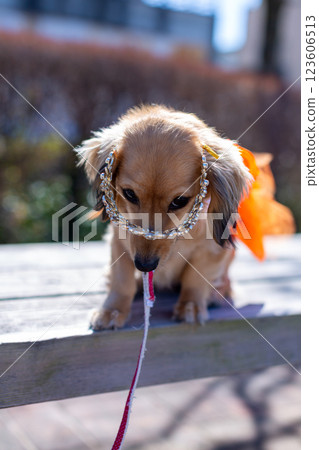 卡寧琴臘腸犬在公園玩耍 123606513