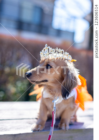 卡寧琴臘腸犬在公園玩耍 123606514