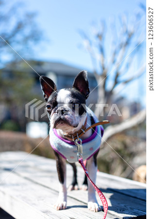 Boston Terrier, my beloved dog, playing in the park Boston Terrier, my beloved dog, playing in the park 123606527