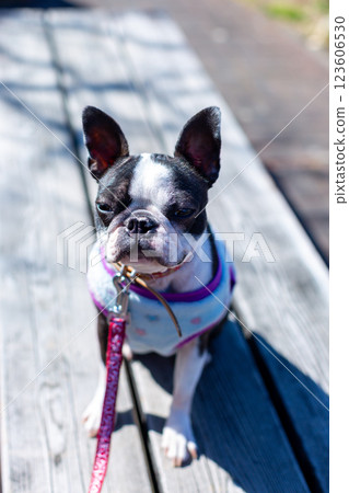 我的狗狗波士頓梗在公園玩耍 123606530