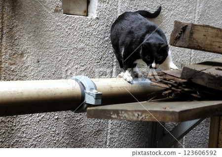 A cat that can't get down 123606592