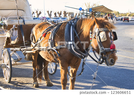 One-day cruise to the beautiful Aegean islands 123606651