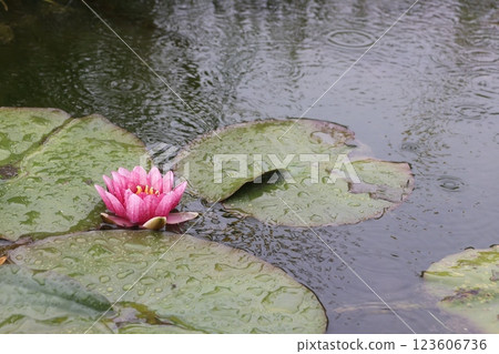 A single pink water lily floating on a pond during the rainy season A single pink water lily floating on a pond during the rainy season 123606736