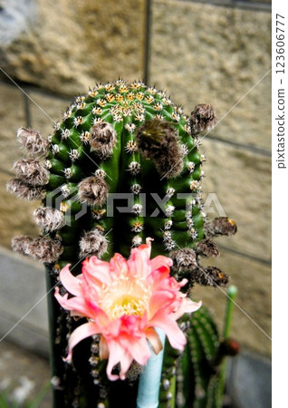 粉紅仙人掌花 123606777
