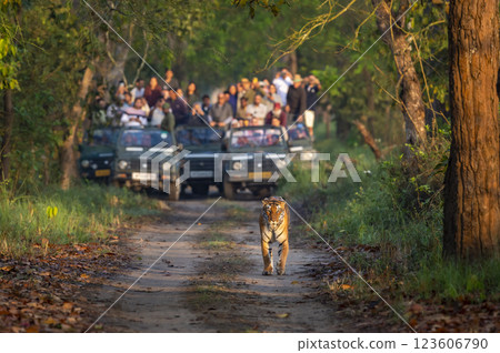 wild female tiger or panthera tigris roadblock showstopper on morning stroll in her territory and blurred safari vehicles tourist following at pilibhit national park forest reserve uttar pradesh india 123606790