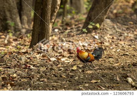 wild male Red junglefowl or Gallus gallus bird wild ancestor of the domestic fowl or chicken walking in safari at pilibhit national park forest reserve uttar pradesh india asia wild male Red junglefowl or Gallus gallus bird wild ancestor of the domestic fowl or chicken walking in safari at pilibhit national park forest reserve uttar pradesh india asia 123606793