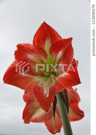 Close-up of an orange amaryllis flower 123606876