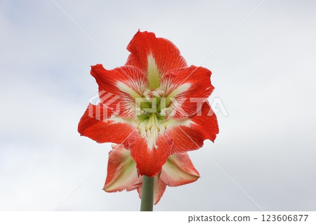 橘色孤挺花的特寫 橘色孤挺花的特寫 123606877