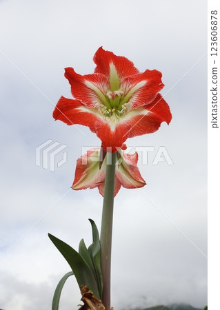 橘色孤挺花的特寫 橘色孤挺花的特寫 123606878