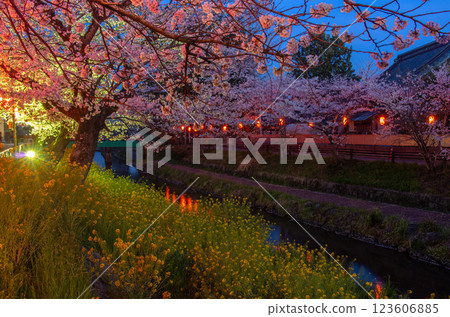 Spring at Gyagawa Riverside Park, Moka City, Tochigi Prefecture 123606885