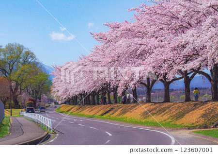Beautiful cherry blossom scenery at Nakagawa Riverside Park in Nasushiobara City, Tochigi Prefecture 123607001