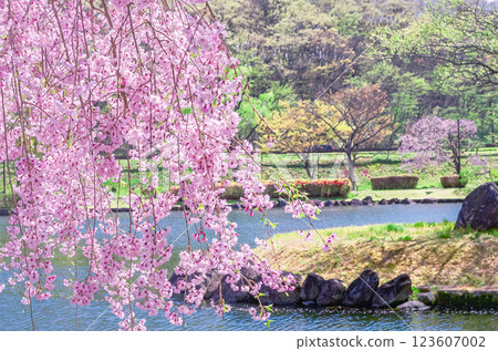 Beautiful cherry blossom scenery at Nakagawa Riverside Park in Nasushiobara City, Tochigi Prefecture 123607002
