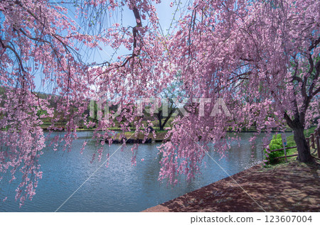 Beautiful cherry blossom scenery at Nakagawa Riverside Park in Nasushiobara City, Tochigi Prefecture Beautiful cherry blossom scenery at Nakagawa Riverside Park in Nasushiobara City, Tochigi Prefecture 123607004