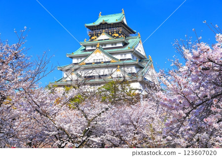 [Osaka Prefecture] Cherry Blossoms in Full Bloom and Osaka Castle 123607020