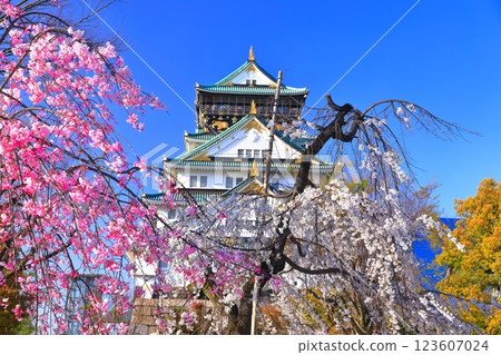[Osaka Prefecture] Osaka Castle with cherry blossoms in full bloom at night 123607024