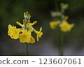 一朵黃色的木瓜花的特寫 123607061