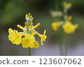 一朵黃色的木瓜花的特寫 123607062