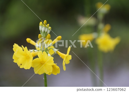 Close-up of a yellow quince flower 123607062