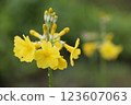 一朵黃色的木瓜花的特寫 123607063