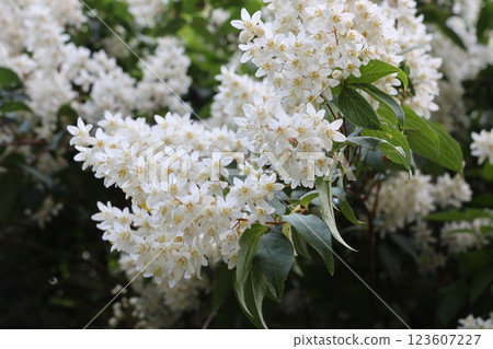 盛開的白色繡線菊 盛開的白色繡線菊 123607227