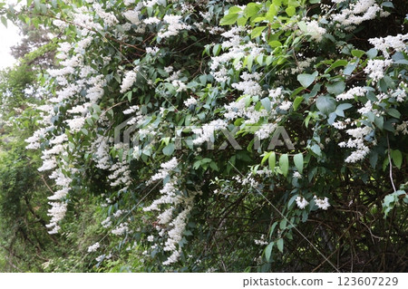 White flowers of Deutzia in full bloom 123607229