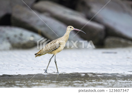 年輕的杓鷸 123607347