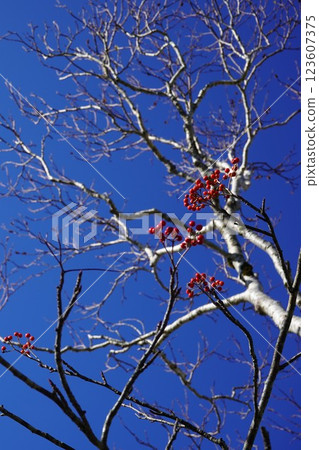 Late autumn blue sky and rowan 123607375