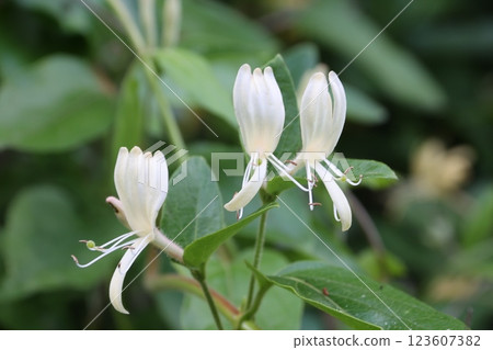 金銀花的特寫鏡頭 金銀花的特寫鏡頭 123607382