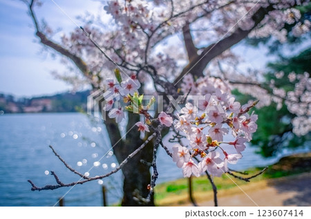 福島縣白河市南港公園的春天 福島縣白河市南港公園的春天 123607414