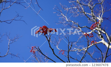 Late autumn blue sky and rowan 123607478