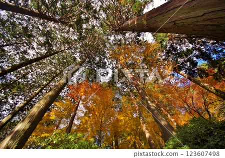 Autumn leaves at Daikozenji Temple Keien in Kiyama Town Autumn leaves at Daikozenji Temple Keien in Kiyama Town 123607498