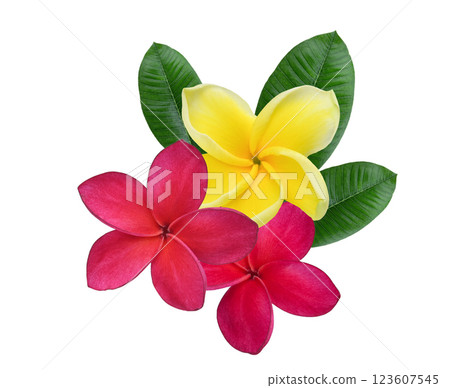 red  yellow  Plumeria, frangipani flowers isolated on  white background. 123607545