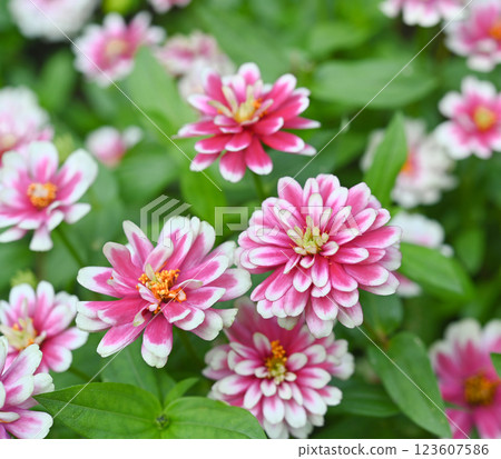 Fresh blooming Pink Zinnia flowers,close-up of pink flowers blooming in the garden at a sunny day. Fresh blooming Pink Zinnia flowers,close-up of pink flowers blooming in the garden at a sunny day. 123607586