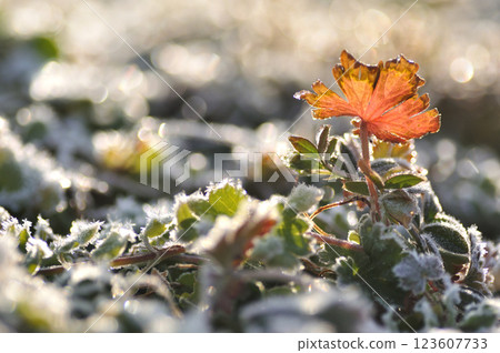 Grass and leaves in a frosted field, close-up Grass and leaves in a frosted field, close-up 123607733