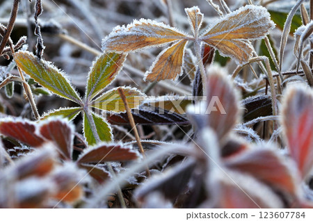 Grass and leaves in a frosted field, close-up Grass and leaves in a frosted field, close-up 123607784