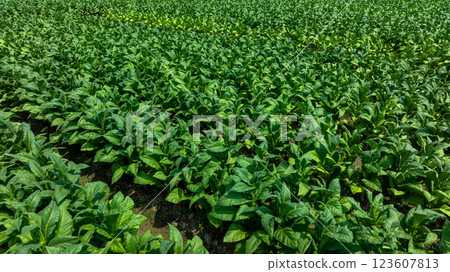 Tobacco fields plantation farmland, Green leaves tobacco plant in the field, Tobacco field in rural agricultural crop, Aerial view Tobacco fields plantation farmland, Green leaves tobacco plant in the field, Tobacco field in rural agricultural crop, Aerial view 123607813